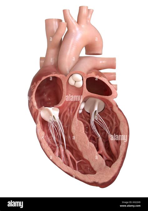 Human Heart Cross Section Illustration Stock Photo 170920325 Alamy