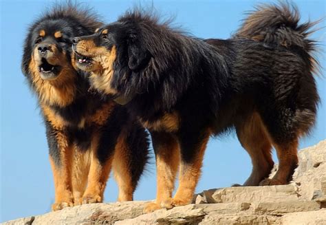 Pics Of Tibetan Mastiff Dogs Tibetan Mastiff Breeders Australia
