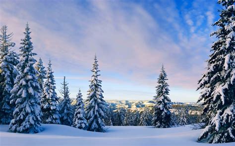 Nature Landscapes Mountains Hills Trees Forests Winter Snow