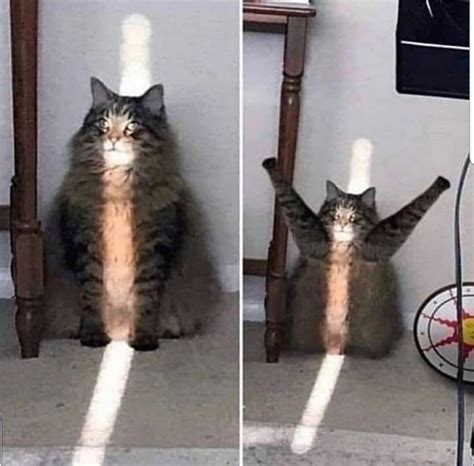 Cursed Cats — Im Back We Must Commence The Cursed Cat Funny Animal