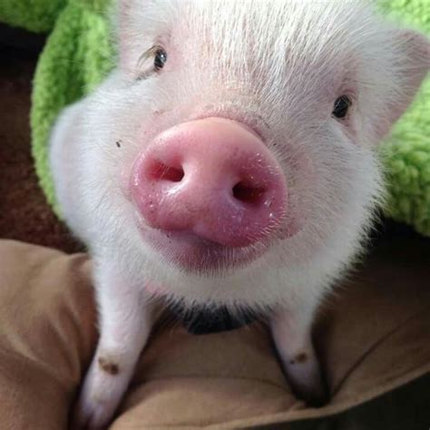 Pink Nosed Pink Piggly Baby Pigs Cute Piglets Pet Pigs