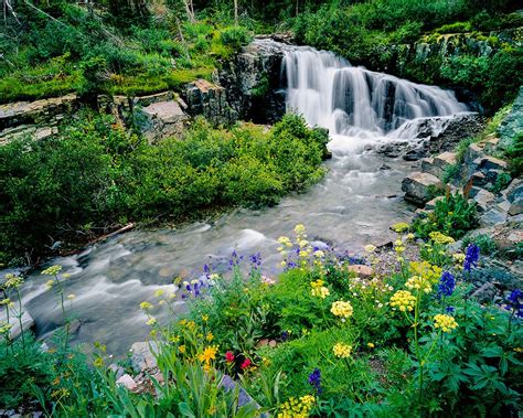 Flowers And Waterfall Yankee Basin Co Waterfall Wild Flowers Nature