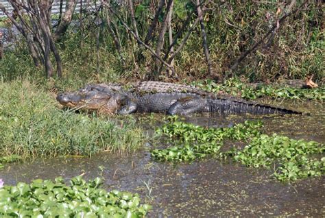 Changes For Alabamas 2014 Alligator Hunting Season Outdoorhub