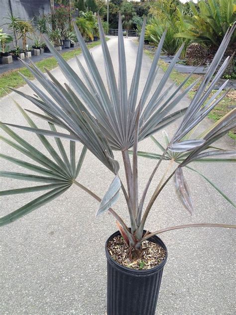 I would classify its growth rate as medium. Bismarckia nobilis 'Silver', Bismarck Palm | PlantVine