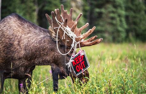 Alaska Moose Poacher Fined 100000 Sentenced To Jail Homer News