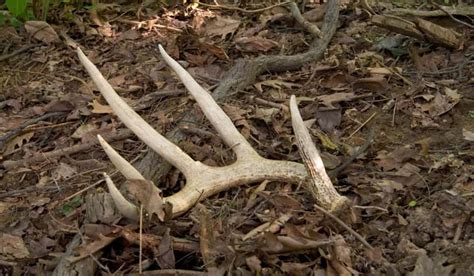 these eight tips will help you find more shed antlers this year and this video on building a