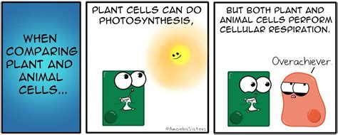 We did not find results for: Plant cells vs animal cells | Plant cell, Animal cell ...