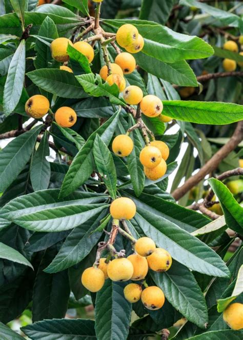 Loquat Seedling Eriobotrya Japonica Edible Landscaping Fruit Trees