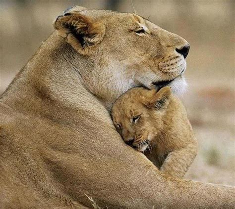 Big Animated Photos A Lioness Hugging Her Lion Cub