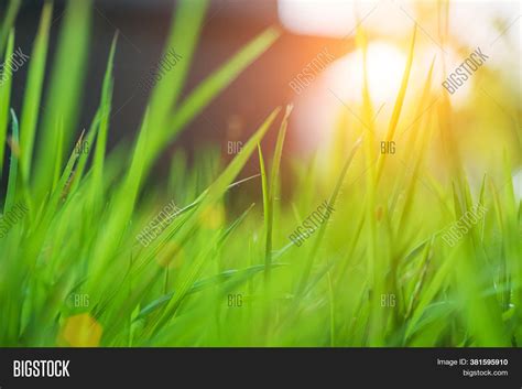 Blurred Grass Green Image And Photo Free Trial Bigstock