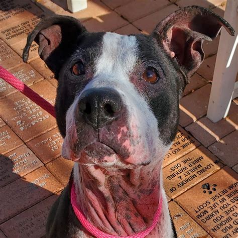 SPCA Tampa Bay | Non-Profit Animal Shelter and Public Veterinary Center