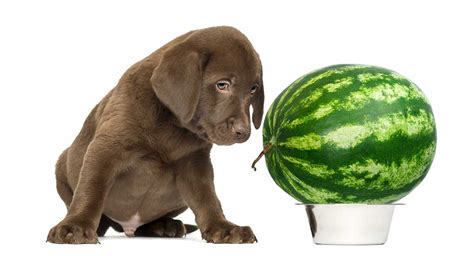 46 Can You Give Watermelon To Dogs Home
