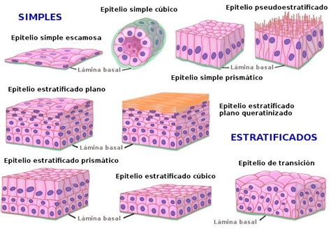 Clasificación tejido epitelial Histología Lecciones de biología