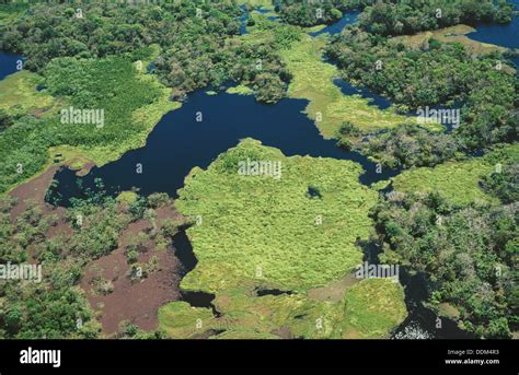 Amazon River Rio Negro Brazil Stock Photo Royalty Free Image