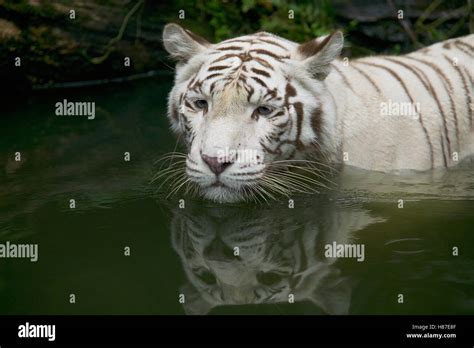 Bengal Tiger Panthera Tigris Tigris White Adult Wading Through Water