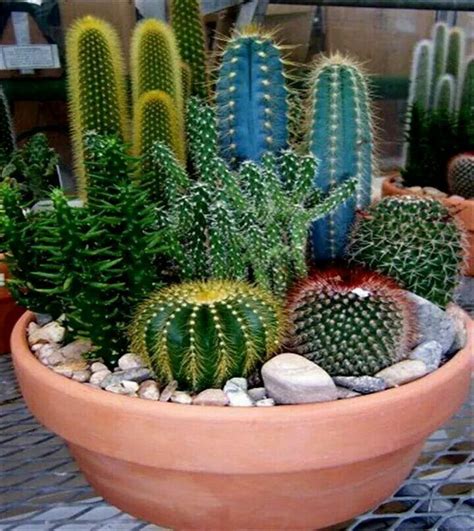 How To Pot Cactus Plants