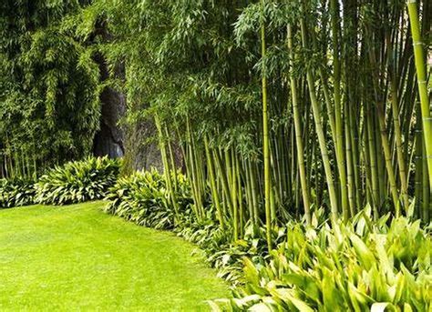 11 Sample Bamboo Trees For Privacy With Diy Home Decorating Ideas