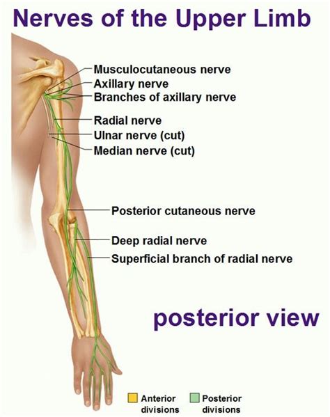 Nerves Of The Arm Nerve Anatomy Upper Limb Anatomy Peripheral