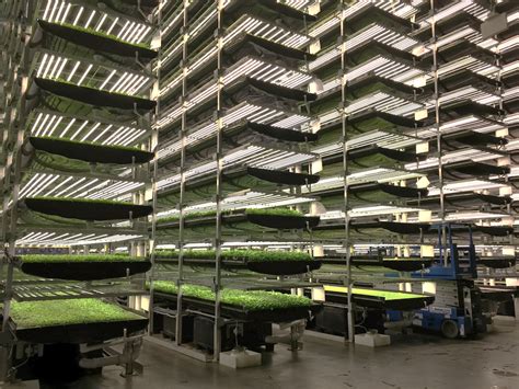 What Will It Really Take For Vertical Farms To Succeed 2022