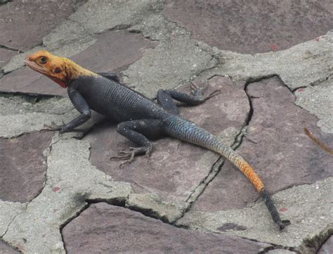 Cannundrums Red Headed Rock Agama