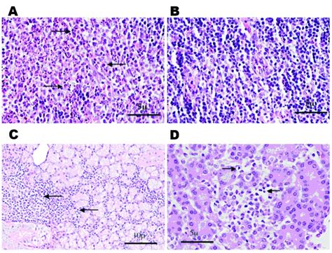 Histologic Staining Hematoxylin And Eosin Of Spiny Rat Lymph Nodes A