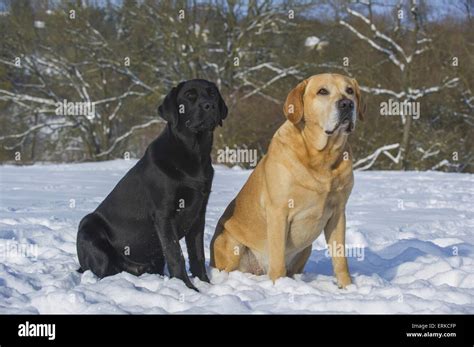 2 Labrador Retrievers Stock Photo Alamy