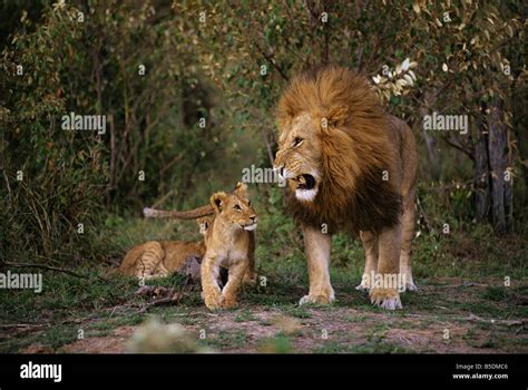Male Lion With Cub Hi Res Stock Photography And Images Alamy
