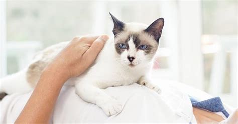 It's actually a huge compliment. Why Do Cats Lay on Our Chests? | ZooAwesome