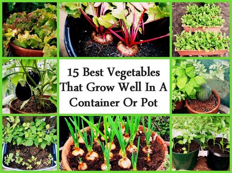 15 Best Vegetables That Grow Well In A Container Or Pot Indoor