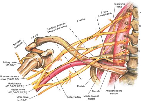 Brachial Plexus Anatomy Part How To Draw Brachial Plexus Easily