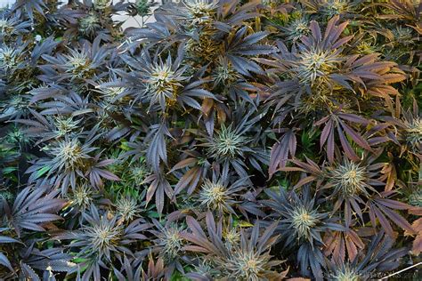 We did not find results for: A Week-by-Week Guide on the Marijuana Flowering Stage