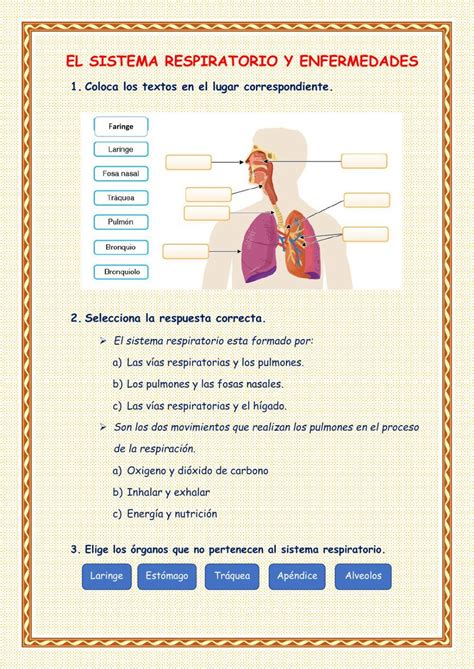 Ejercicio De Sistema Respiratorio Y Las Enfermedades Videos Tutorial School Subjects Workbook