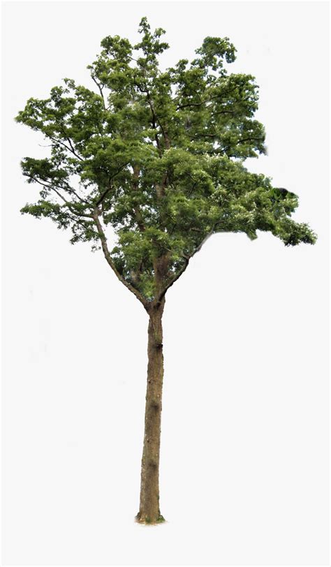 Check spelling or type a new query. Tree 2 Png - Transparent Background Tree Png, Png Download ...