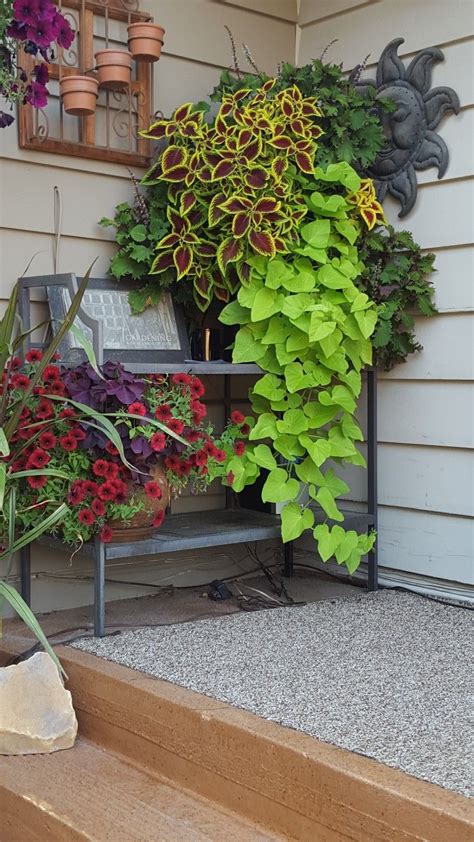 Free shipping and free returns on eligible items. Outdoor pots sweet potato vines | Outdoor pots, Potato ...