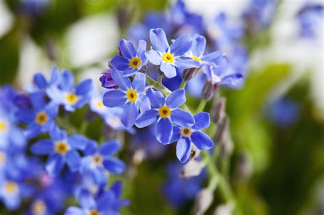 Each state has its own unique shortened name codes used in written documents and mailing addresses. Pictures of State Flowers - US State Flowers List