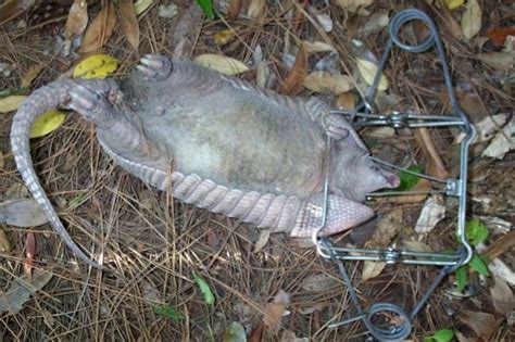 Can You Use Lethal Traps For Armadillos