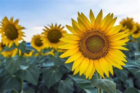 In case you missed it, check out our other flower photography post. OPW Ingredients - Sunflower oil