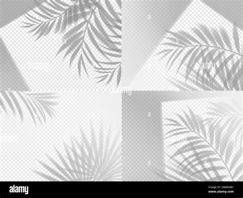 Palm Shadow Background Overlay On Transparent Vector Set Summer