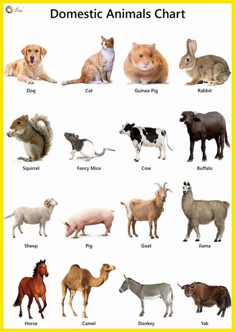 32 Farm Animal Names For Kids Most Complete Temal