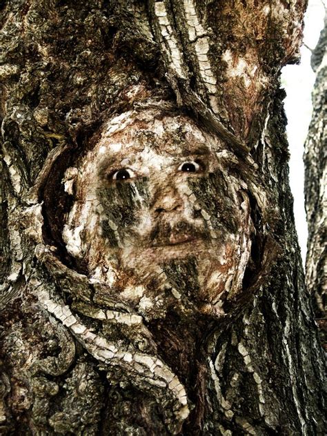 Scary Face In Tree Stock Photo Image Of Outline Human 2521506