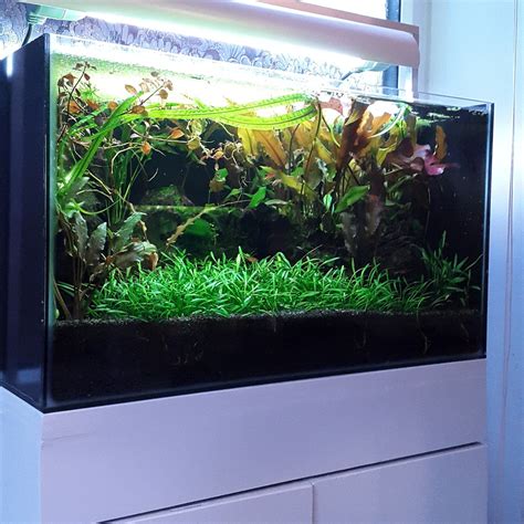 Cryptocoryne parva is considered to be the smallest species of cryptocoryne since it only grows between 2 to 4 inches long. Cryptocoryne Parva Carpet | UK Aquatic Plant Society