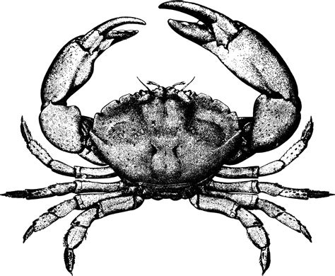 Stone Crab Clipart Etc