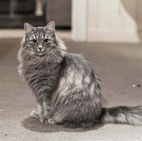 Best Seated Gray And White Norwegian Forest Cat Stock