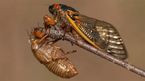 Finding Those Delightful Brood X Cicadas Heres How