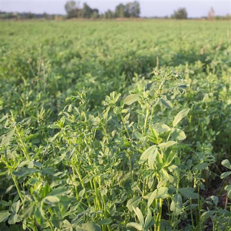 Vernal Alfafa Seed For Cover Crops And Forage