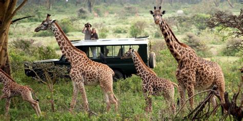 Top 5 Best Safari Spots In Africa Welgrow Travels Blog