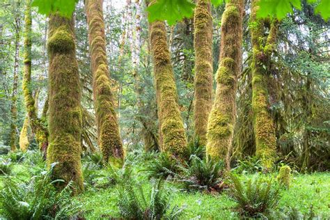 12 Temperate Rainforests Around The World Temperate Rainforest