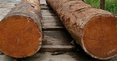 Dari hasil yang terpasang untuk produk decking dari kayu merbau ini, bisa merubah tampilan area taman di rumah anda sebagaimana terlihat pada gambar contoh dibawah ini. Kayu Merbau Papua dan Karakteristiknya - pro rumah