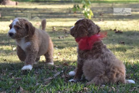 42 red standard poodle puppies near me. Hunter: Poodle, Standard puppy for sale near Dallas / Fort ...