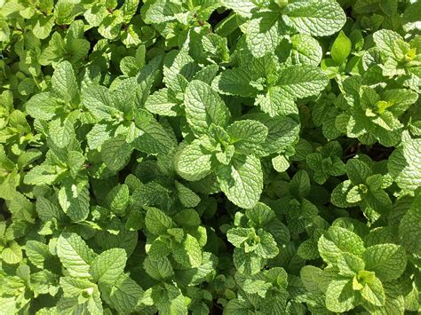 Benefits Of Mint Plants Medicinal Culinary And More